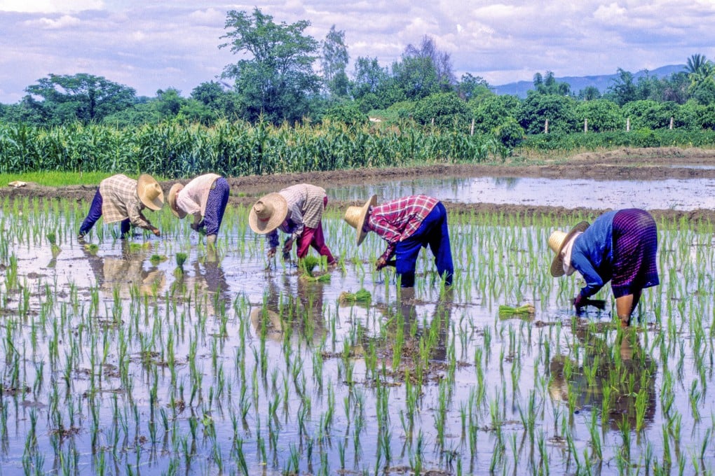 Thai rice farmers transplanting young rice shoots into a flooded paddy. Weather is central to Thai rice farmers’ lives, as they plough, plant and harvest based on the rainfall; and pray to the god of rice for a good harvest. Photo: Ron Emmons