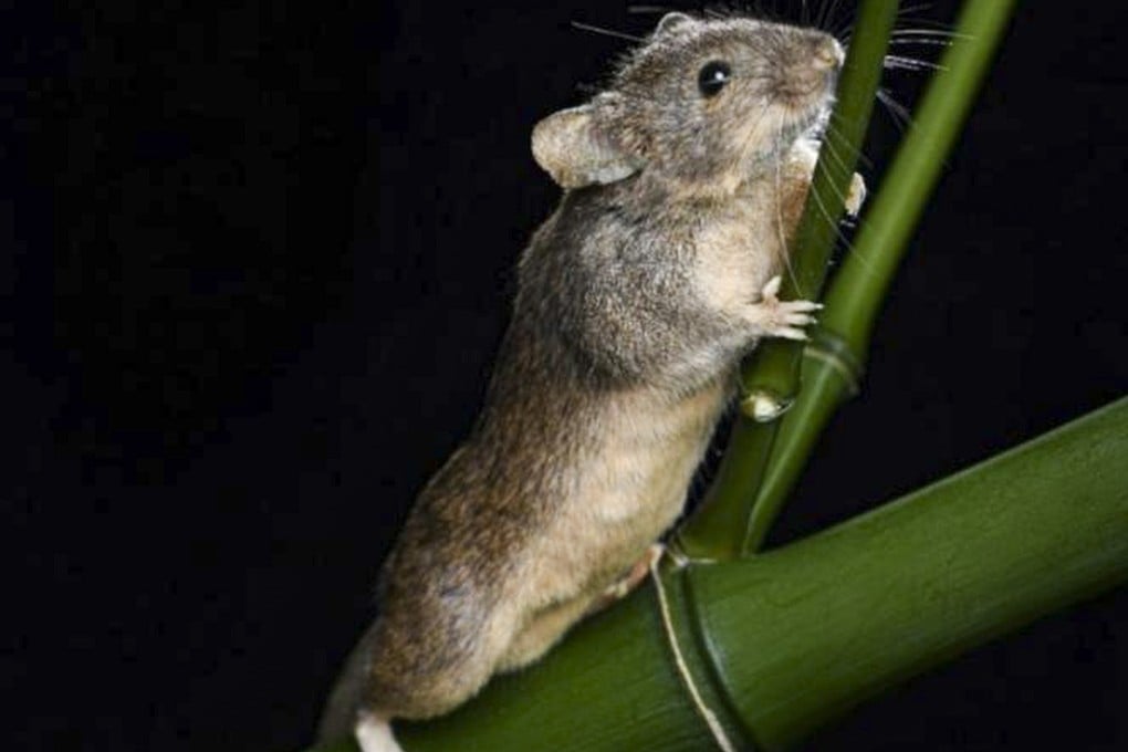 Xiao Zhu, or “Little Bamboo”, the world’s first mammal with fully reprogrammed genes. Photo: Chinese Academy of Sciences