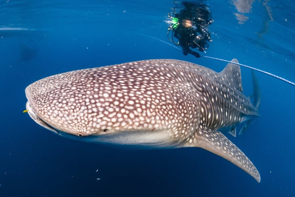 Whale sharks are found in all temperate and tropical oceans around the world, except the Mediterranean Sea, and their local-language names reveal a lot about them. Photo: Getty Images
