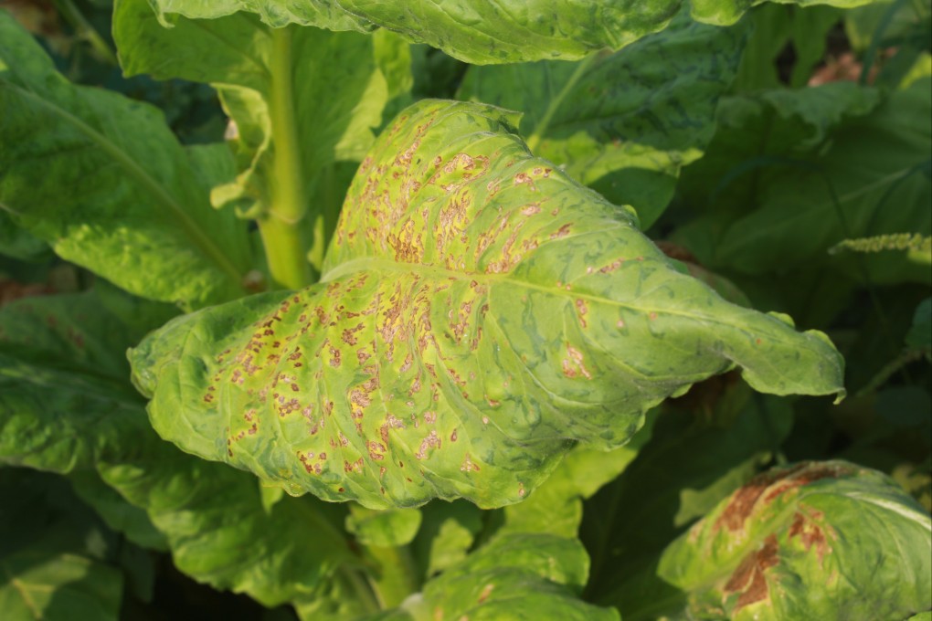 Researchers in China have developed an antiviral agent that targets the tobacco mosaic virus, which causes mottled browning of tobacco leaves and can infect other crops such as tomatoes. Photo: Shutterstock