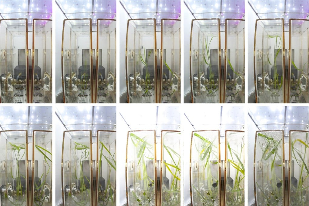 Seeds launched into space on China’s Wentian lab module have survived and sprouted under low gravity conditions. Photo: Weibo