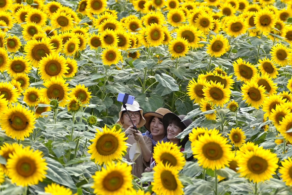 Visitors pose for a selfie in a sunflower field in Hokuto city, Japan’s Yamanashi prefecture, earlier this month. Photo: AP