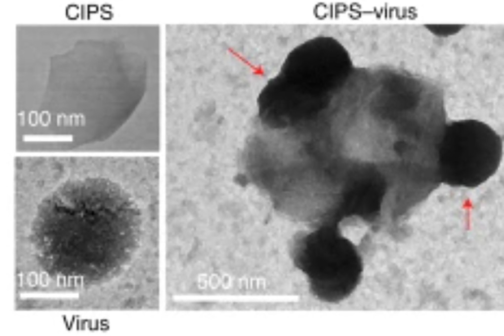 Images depicting the interaction between the Sars-CoV-2 virus and CIPS. The red arrows indicate virus particles adhering to CIPS. Chinese researchers say their nanomaterial ‘serves as a trap for the virus.’ Photo: Nature Nanotechnology