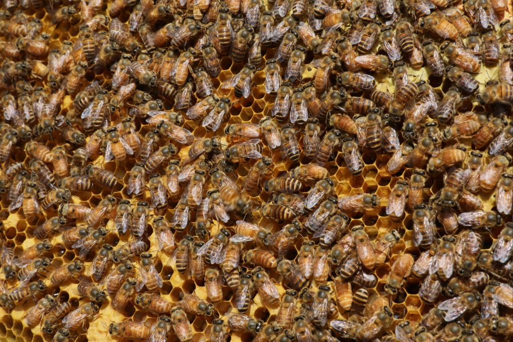 A man in Ohio accidentally cut into a beehive while trimming tree branches. File photo: SCMP