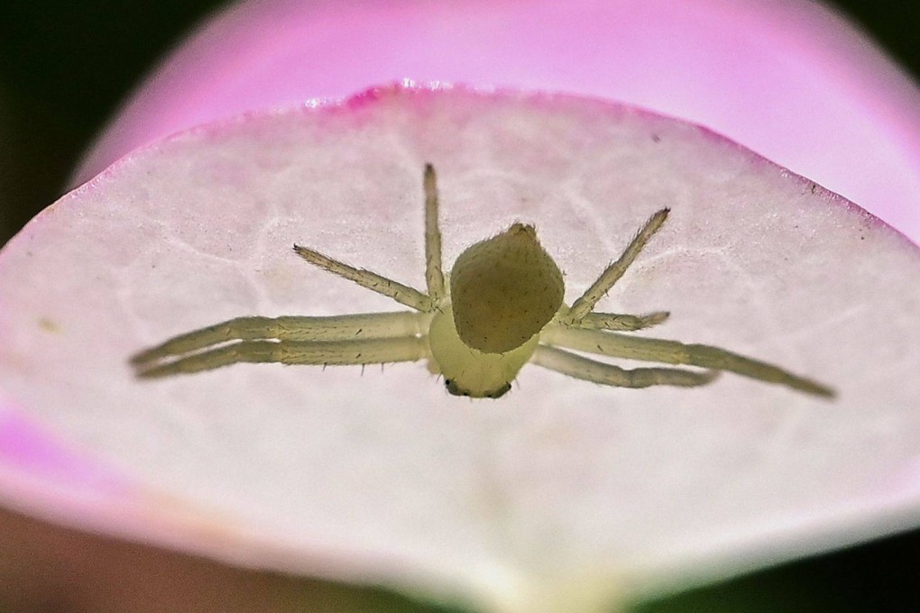 Don’t trust anything you read in the news - and not just those about spiders. Photo: AFP