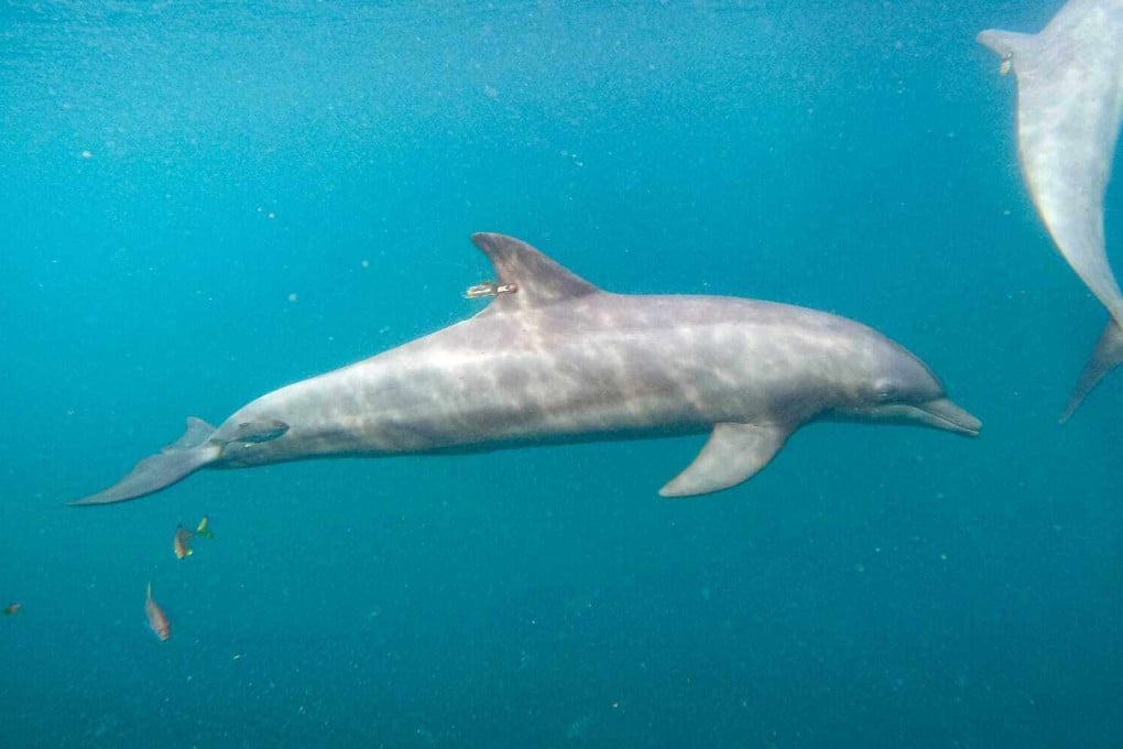 Rocky the dolphin swims with a GPS tag attached to his fin at the Umah Lumba Rehabilitation, Release and Retirement Centre in West Bali on Saturday. Photo: DolphinProject.com via AP