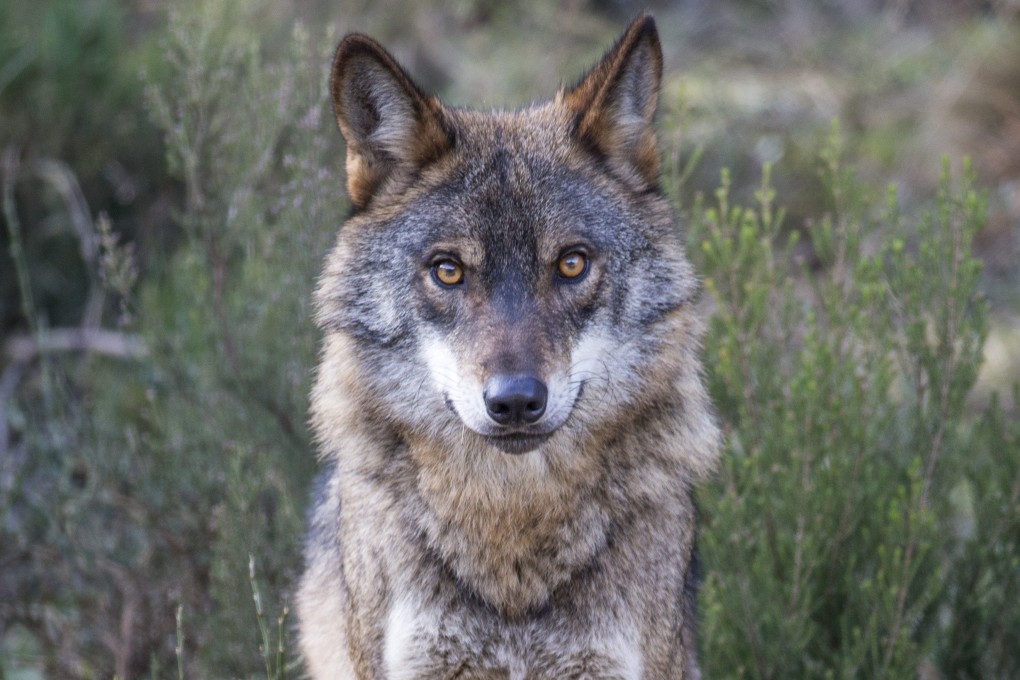 An Iberian wolf, the top predator in Portugal’s Greater Côa Valley and the focus of ongoing human-wildlife coexistence efforts that could boost the area’s nature-tourism income. Photo: Daniel Allen