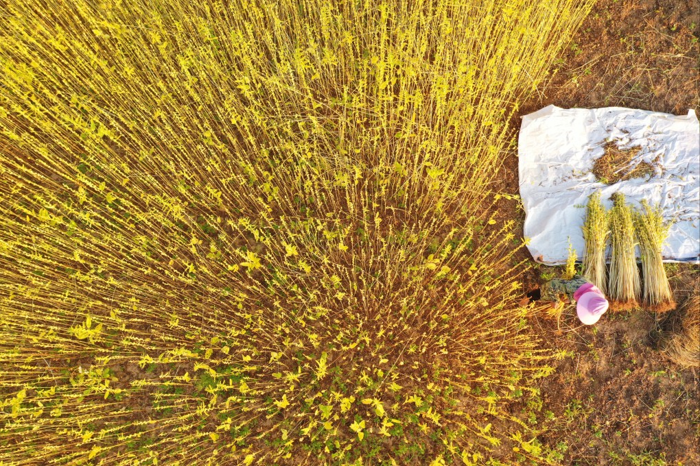 A free-trade pact between Israel and China could potentially open the door to greater access to Middle Eastern agricultural technology as China’s crops have been affected by drought. Photo: Xinhua