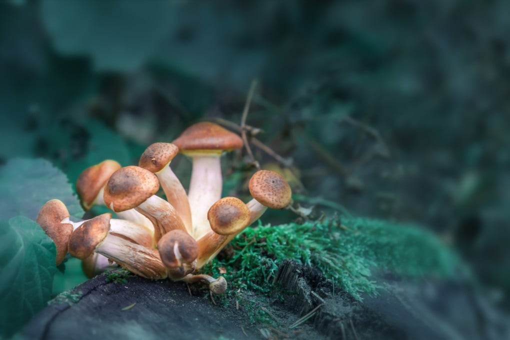 Psilocybin mushrooms and other psychedelics could be key to treating depression, PTSD and other conditions. A new psychedelic retreat has opened in the Netherlands by a former US soldier who benefited from the treatment .