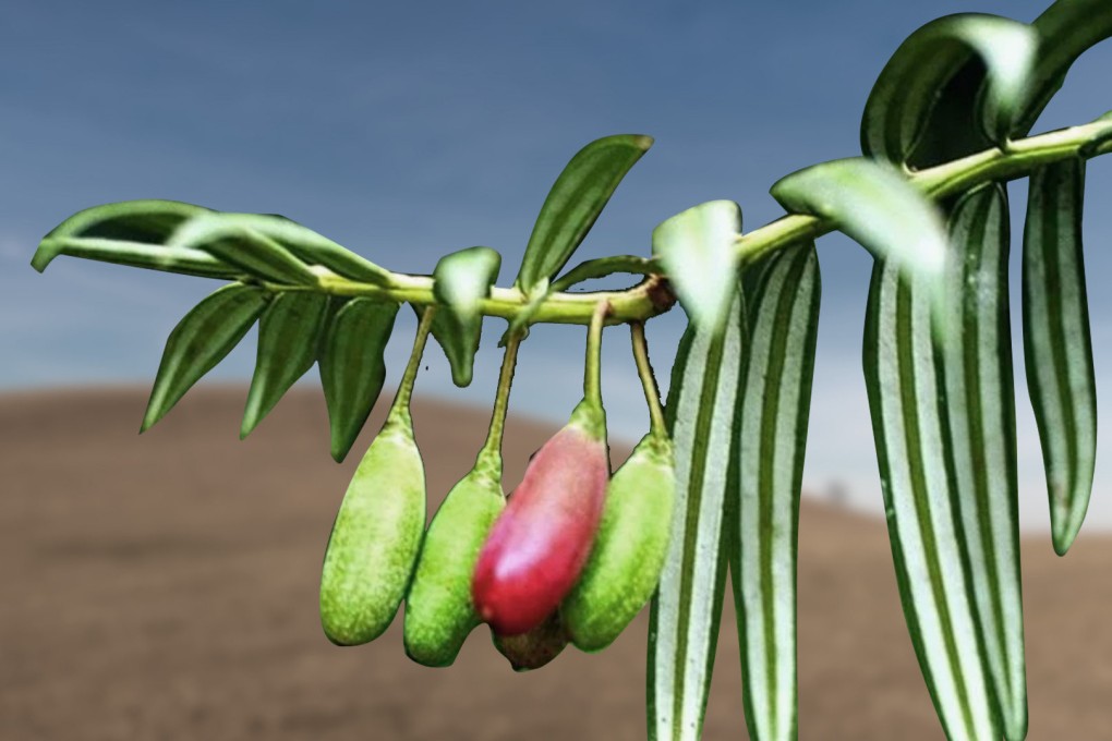 A tree in Hong Kong has provided hope for the entire species locally. Photo: SCMP composite