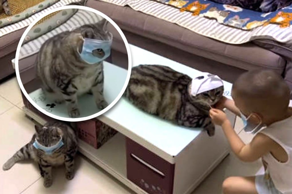 A boy in China was inspired after seeing coronavirus testing at his school and decided to give his pet cats Covid-19 tests as well. Photo: SCMP Composite