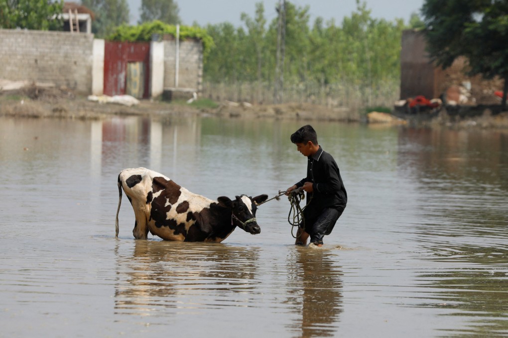 A boy pulls a calf through flood water in Nowshera, Pakistan. Photo: Reuters