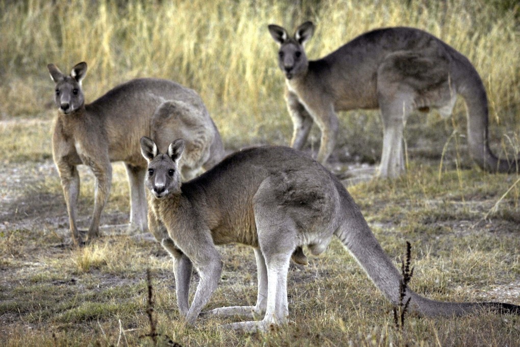 Grey kangaroos pictured near Canberra. Though the kangaroo species involved in the attack was not identified, the Great Southern region of Western Australia is home to the western grey. Photo: AP