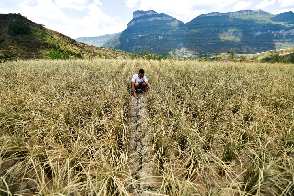 Large areas of southern China are suffering from serious drought, with water levels on two major rivers in rice-growing provinces dropping to historic lows. Photo: Xinhua