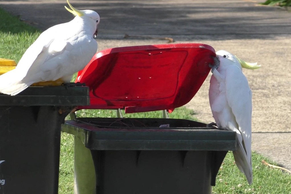 A sulphur-crested cockatoo prises open the lid of a household waste bin in Sydney, Australia. Photo: Barbara Klump/Max Planck Institute of Animal Behaviour via AFP