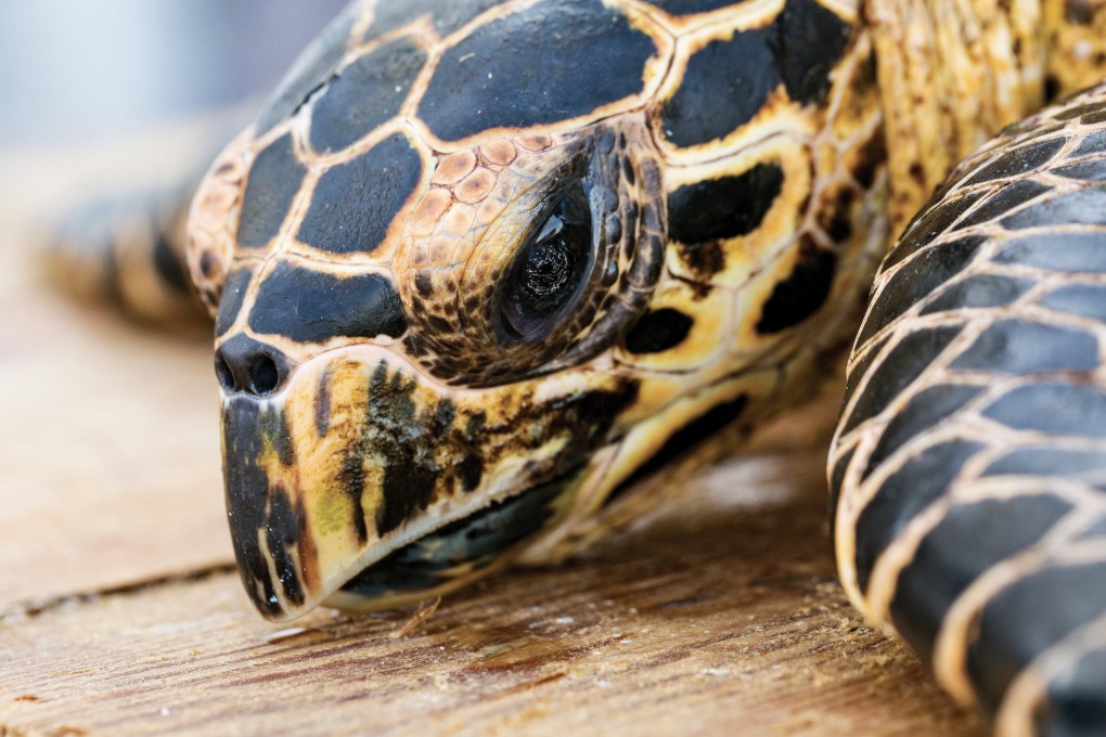 The hawksbill turtle, which is in high demand for its brown and yellow shell, accounts for 39 per cent of trafficked sea turtles. Photo: Handout