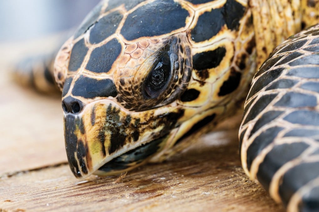 The hawksbill turtle, which is in high demand for its brown and yellow shell, accounts for 39 per cent of trafficked sea turtles. Photo: Handout
