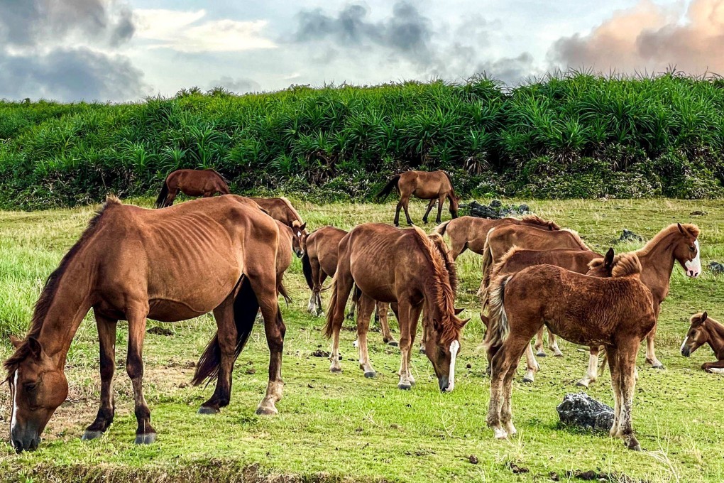 Wild horses graze on a field on Yonaguni Island, Okinawa prefecture. Photo: AFP