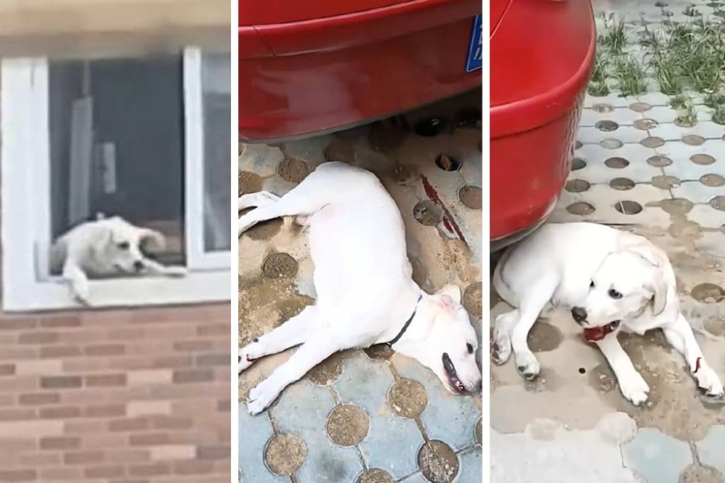 A couple is under fire in China after a woman pushed their Labrador out of a window during a fight. Photo: SCMP composite
