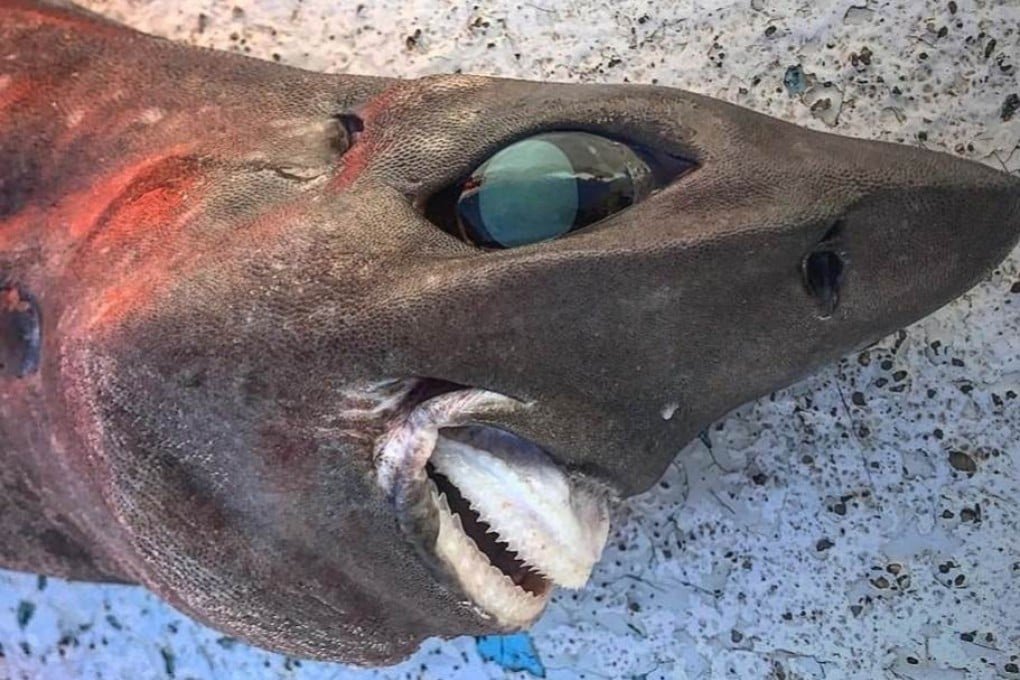 A picture posted to Facebook by Trapman Bermagui of the ‘deep sea rough skin shark’ he said he had caught at 650 metres below the waves. Photo: Facebook / Trapman Bermagui