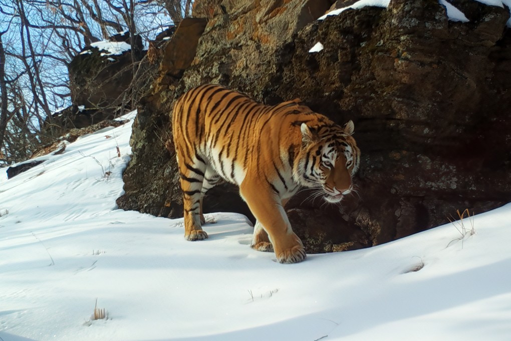 A Siberian Tiger roams a forest in eastern Russia in Frozen Planet II, the BBC’s new David Attenborough-led nature series. Photo: BBC Studios