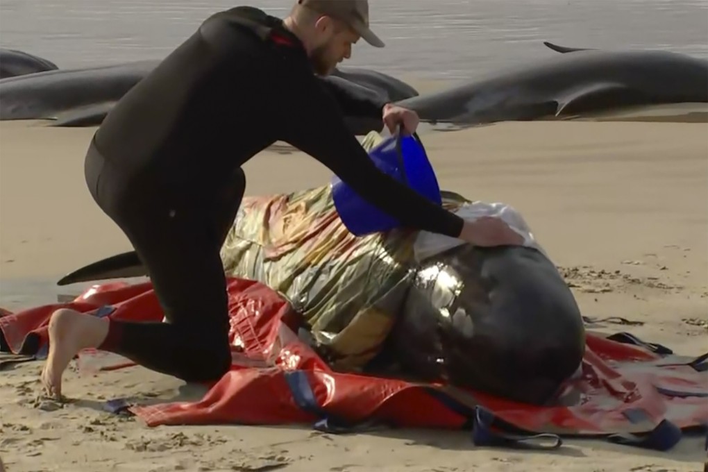 A rescuer pours water on a stranded whale on Ocean Beach, near Strahan, Australia on Wednesday. Close to 200 whales died after being stranded on Tasmania’s west coast. Photo: Australian Broadcasting Corporation via AP