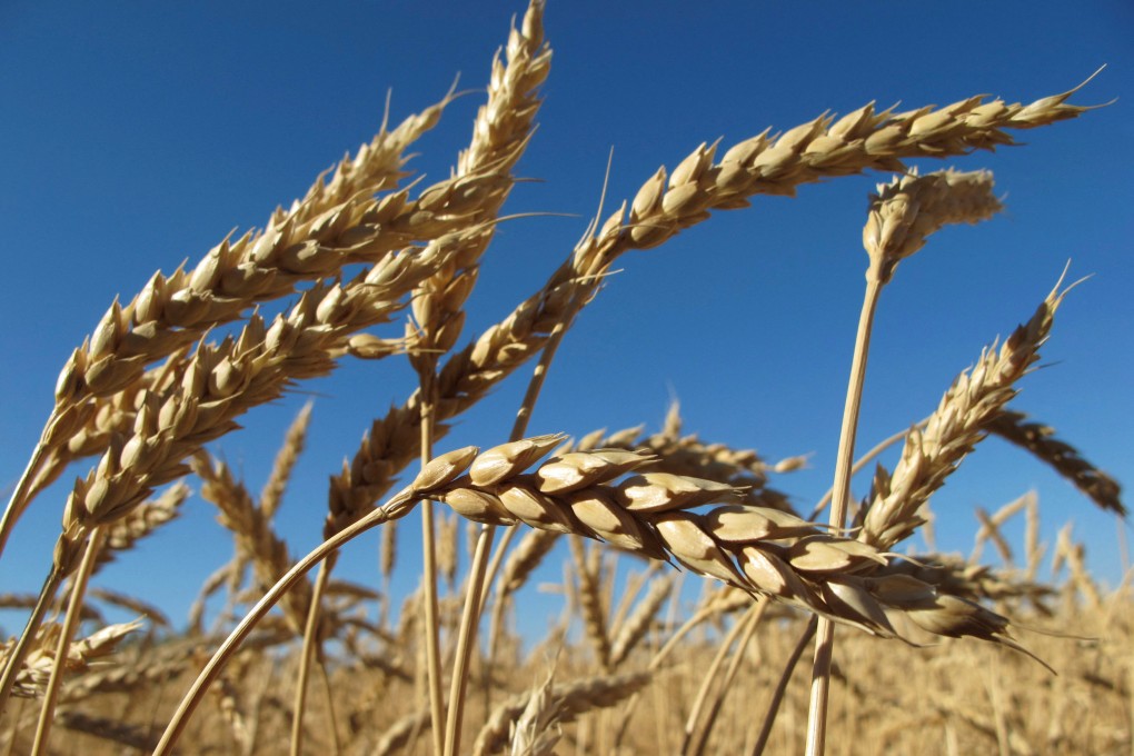 Russia will supply Afghanistan with two million tonnes of wheat as well as petroleum products. Photo: Reuters