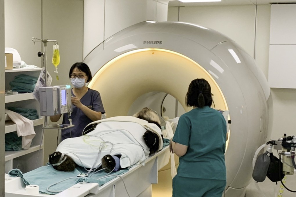 Giant panda Tuan Tuan undergoes an MRI scan on September 18. Photo: Taipei Zoo
