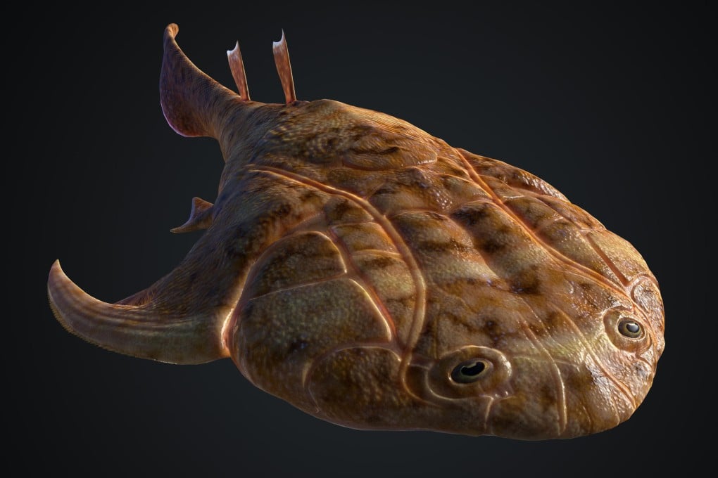 A reconstruction of the Xiushanosteus mirabilis shows the fish that dominated the specimens uncovered by a Chinese team researching the evolution of jaws in vertebrates. It belonged to an extinct group of armoured prehistoric fish. Credit: Heming Zhang