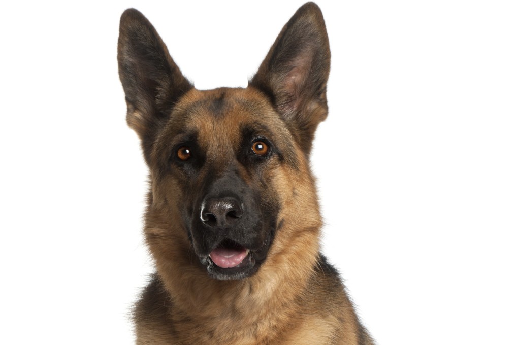 Six dogs are being trained for seven months to safeguard wildlife at national parks across India. Photo: Shutterstock/File