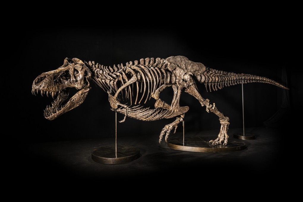 First fossil T. rex for auction in Asia at Christie's Hong