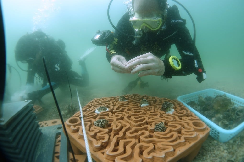Coral fragments are planted onto archiREEF’s terracotta tiles in Hong Kong’s Hoi Ha Wan Marine Park in this file photo from August 2020. Photo: Handout