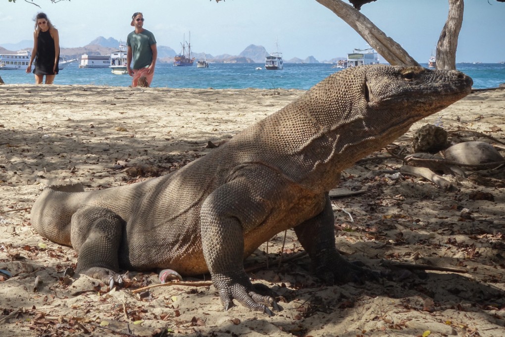How Indonesia’s Komodo dragons found themselves at the centre of a