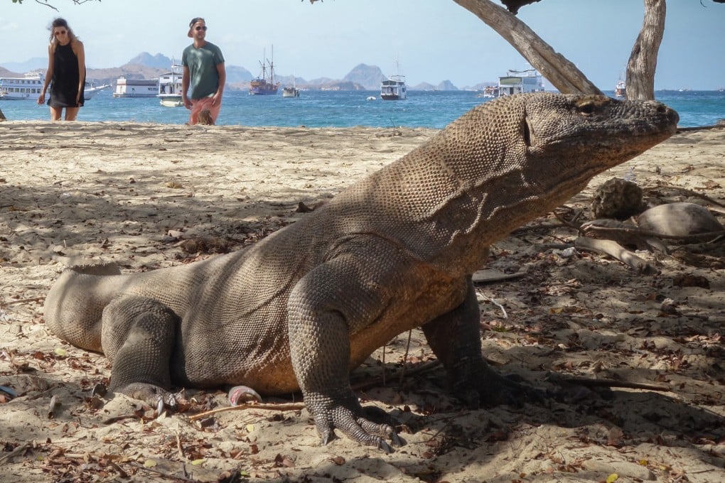 Tourists approach a slow, sunbathing Komodo dragon on Komodo Island in Indonesia. Photo: Chan Kit Yeng