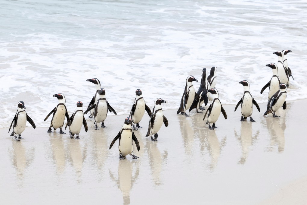 A group of endangered African penguins walk on a beach at Cape Town’s famous Boulders penguin colony in South Africa on September 22, 2022. Photo: Reuters