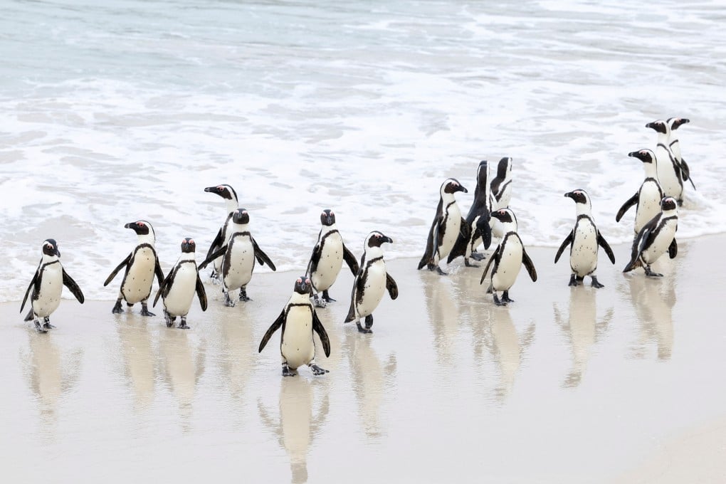 A group of endangered African penguins walk on a beach at Cape Town’s famous Boulders penguin colony in South Africa on September 22, 2022. Photo: Reuters