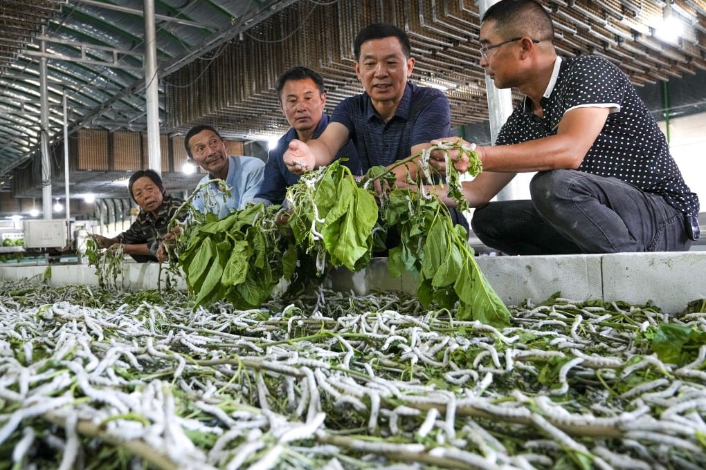 The silkworm was domesticated from its wild ancestor about 5,000 years ago. Photo: Xinhua