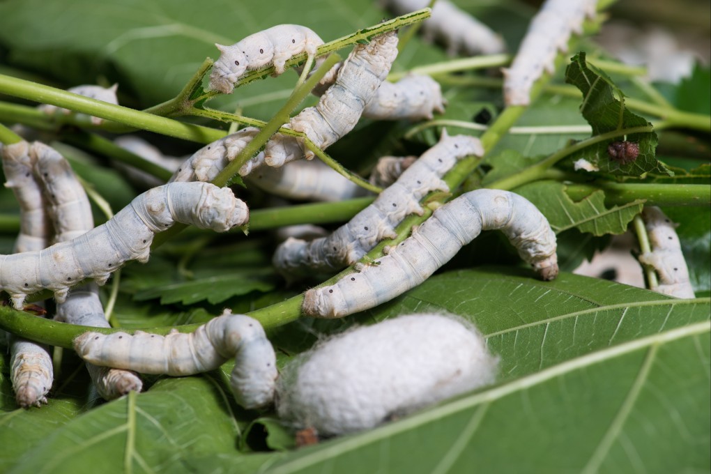 Chinese researchers say their high-performance silk is cheaper and easier to produce than lab-made spider silk. Photo: Shutterstock