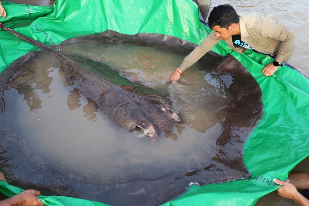 A 300kg giant stingray caught in and released back to the Mekong river in Cambodia’s Stung Treng province in June. Photo: Handout via AFP