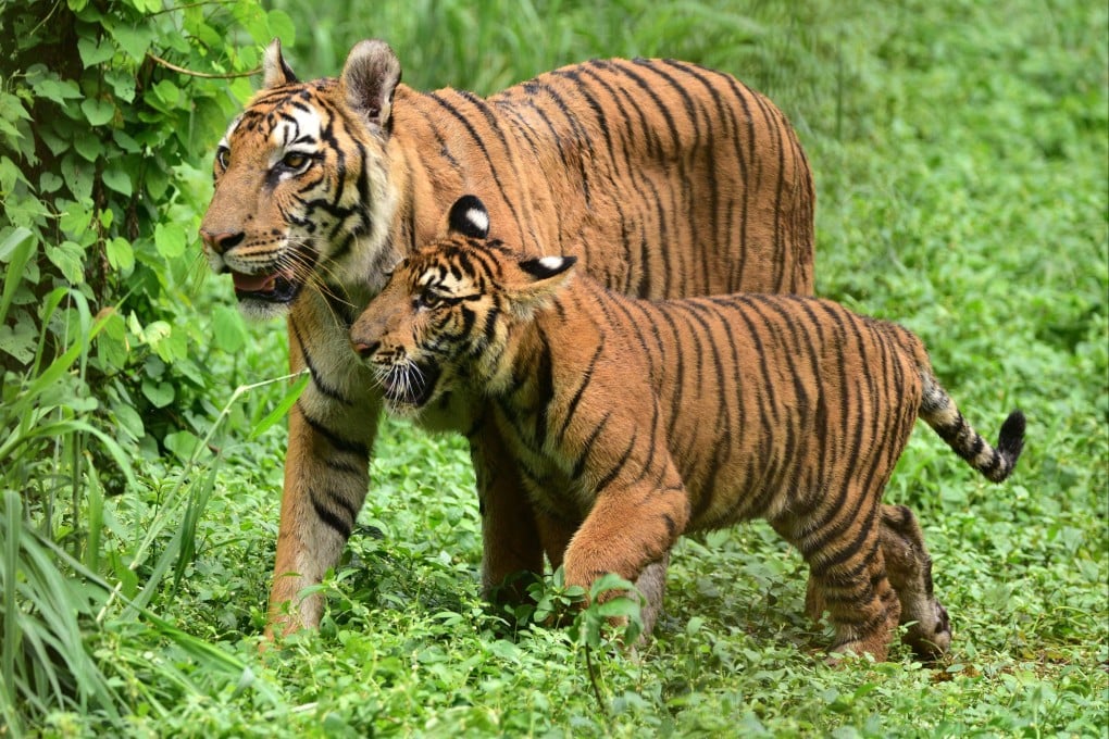 India is home to around 70% of the world’s tigers. Photo: Xinhua