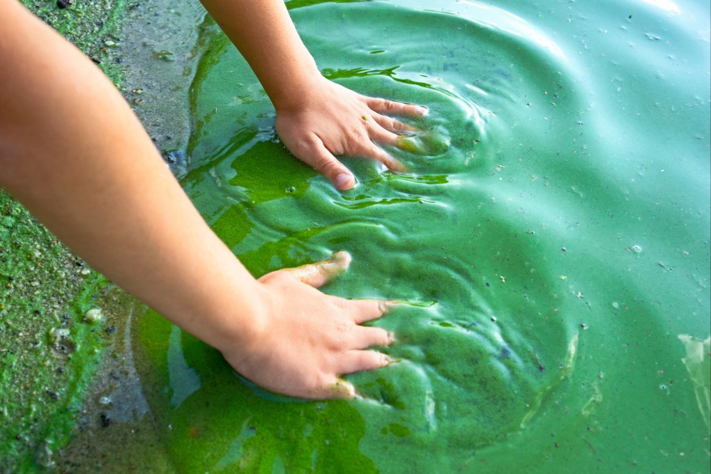 Chinese scientists say they have developed a battery-like device that uses blue-green algae among four types of microorganism to convert sunlight to sugar and then uses sugar to produce clean electricity. Photo: Shutterstock