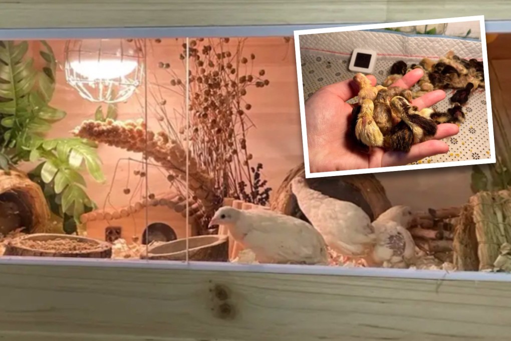 At the size of an adult’s fist and weighing around 50 grams, rutin chickens have many fans who consider them both adorable and good egg producers. Photo: SCMP composite