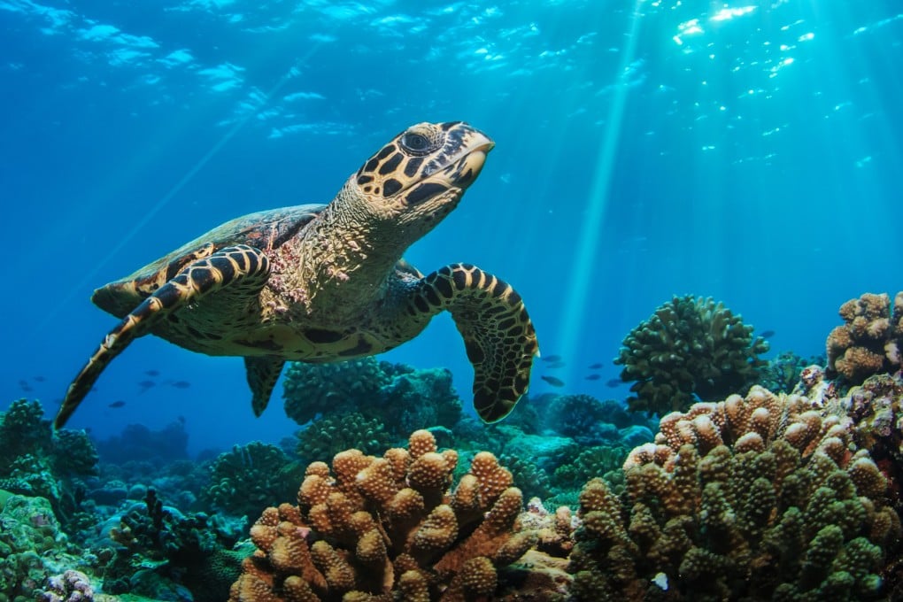 Authors of a paper published in Nature Communications propose that turtle species’ relatively large inner ear helps their eyes stabilise while hunting underwater. Photo: Shutterstock Images