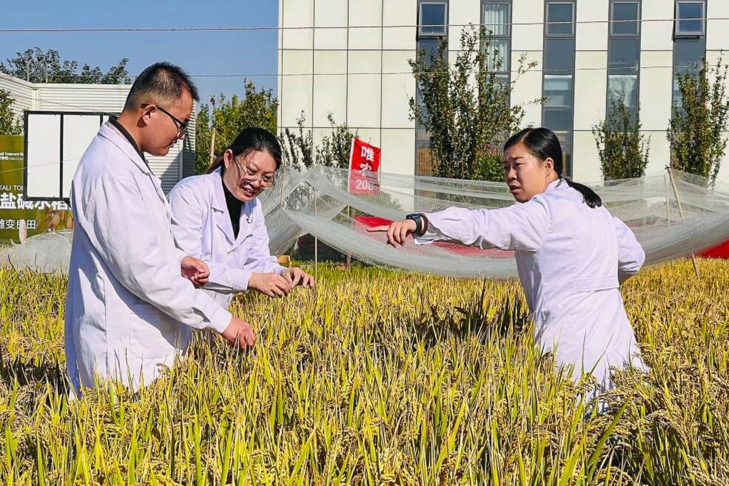Chinese scientists are celebrating another bumper harvest of a specially developed salt-tolerant variety of rice. Photo: Weibo