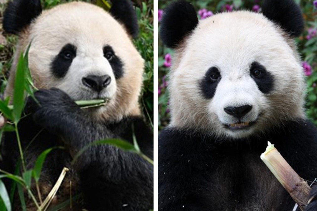 Two giant pandas leave China to begin journey to Qatar, the host nation of the Fifa 2022 World Cup. Photo: SCMP composite