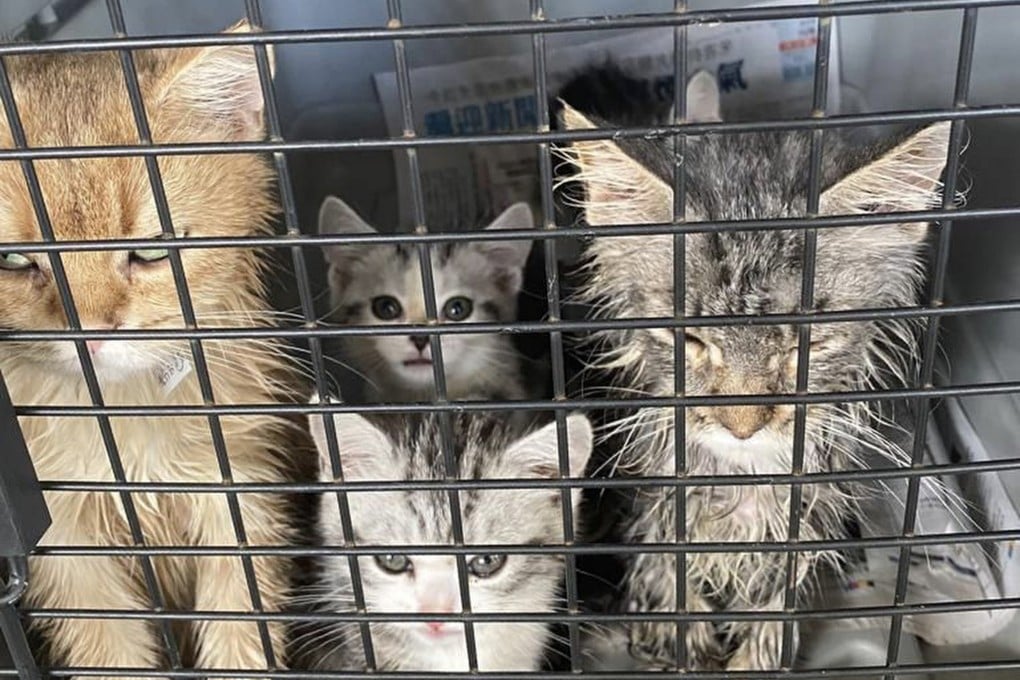 Puppies and kittens were rescued in a joint anti-smuggling operation in Ha Pak Lai in the early hours of Thursday. Photo: Handout