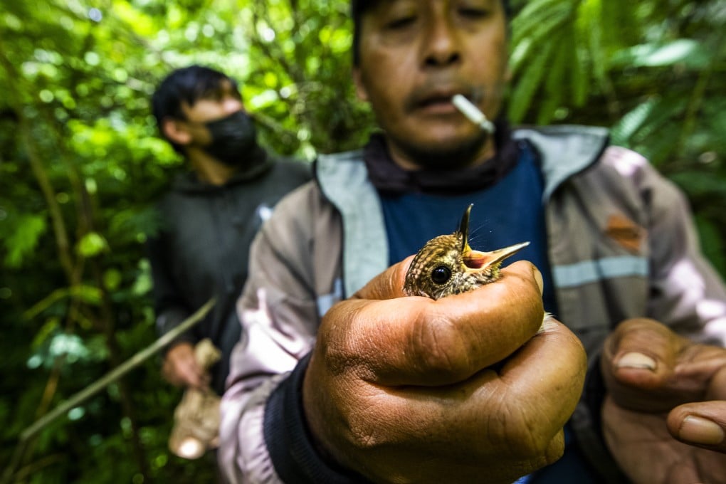 Poachers catch wild birds on the island of Bali, Indonesia. Photo: Paul Hilton
