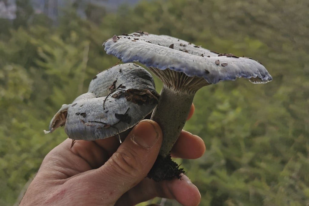 The indigo milk cap mushroom is unusually rich in dietary fibre, though little research has been done on its wider health and nutritional benefits. Photo: Pavel Toropov