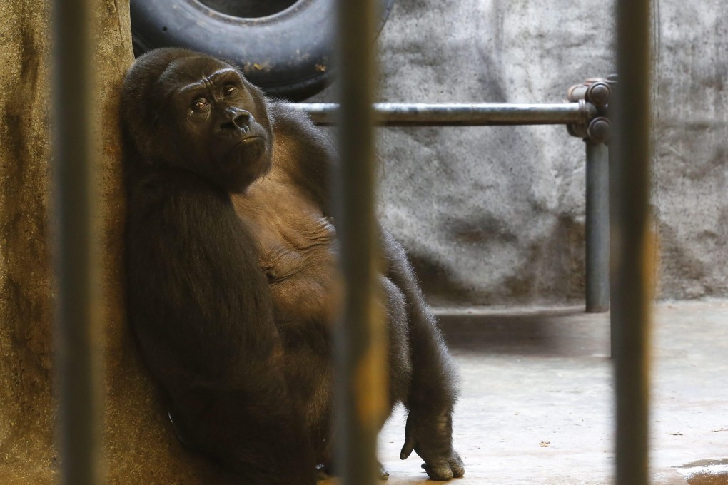 Animal rights activists have long called for the release of Bua Noi (Little Lotus), which has spent more than 30 years in a cage at Pata zoo situated on the seventh floor of a shopping centre in Bangkok. Photo: EPA