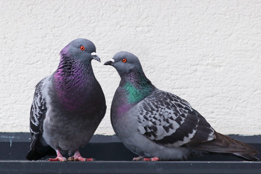 Researchers in China said they achieved 80-90 per cent accuracy in their experiments to get pigeons to follow simple commands, such as turning to the right or left. Photo: Shutterstock